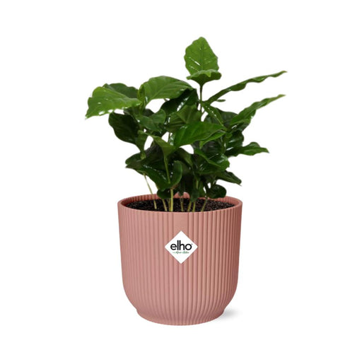 coffea-arabica-in-elho-vibes-fold-14cm-roze