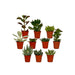 succulenten-mix-10-stuks-7cm-o5-5