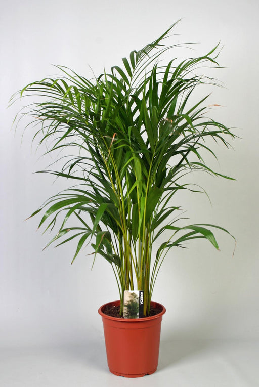 dypsis-lutescens-areca-o21cm-↕100cm-1