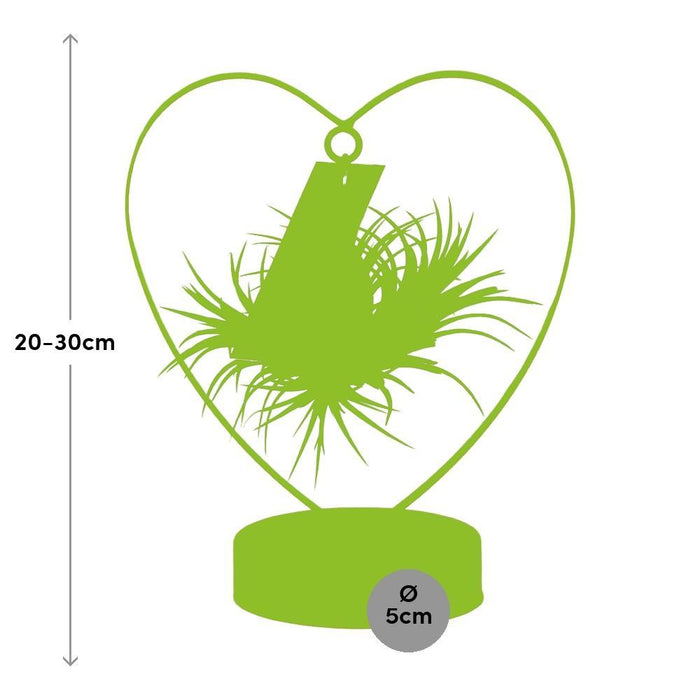 tillandsia-ionantha-silver-o10-5cm-↕23cm