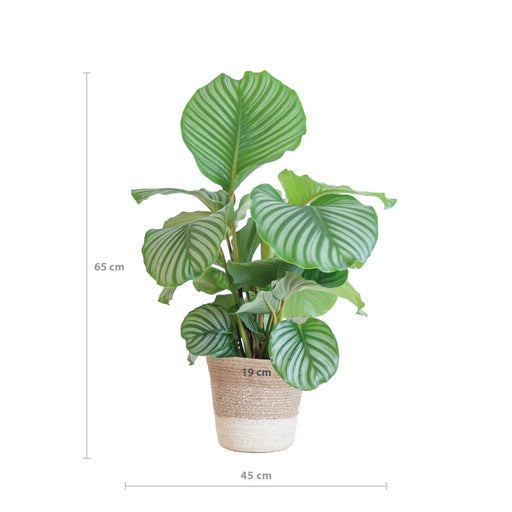 calathea-orbifolia-met-lissabon-mand-wit