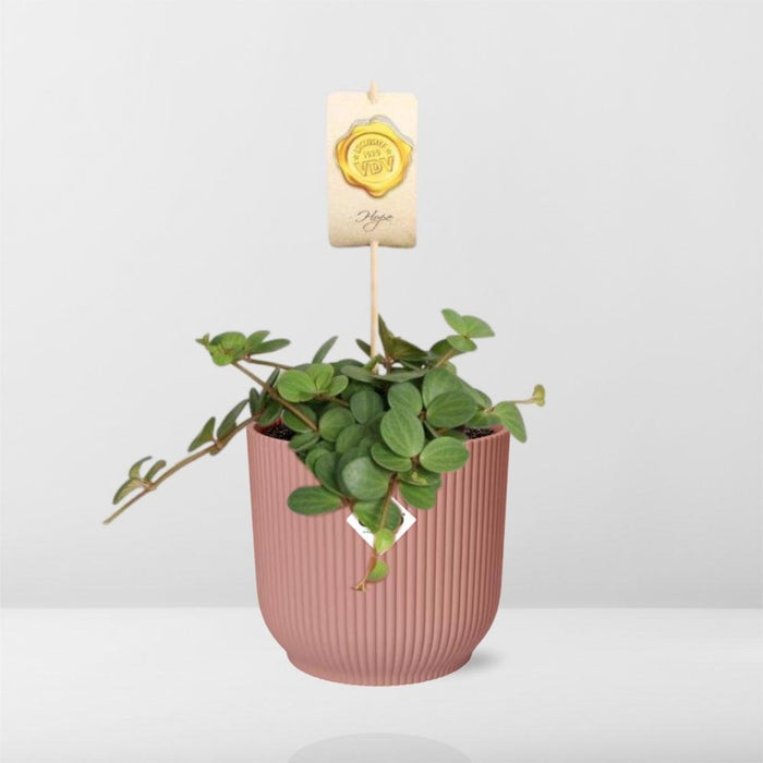 peperomia-hope-in-elho-vibes-fold-14cm-roze