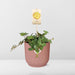 peperomia-hope-in-elho-vibes-fold-14cm-roze