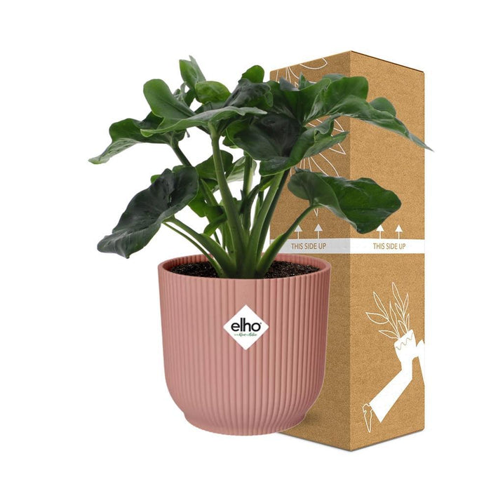 philodendron-atom-in-elho-vibes-fold-14cm-roze