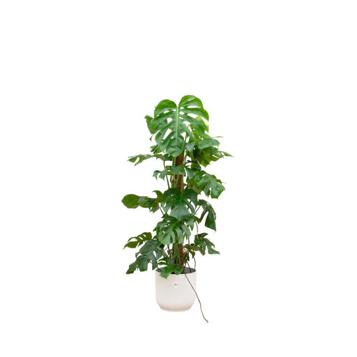 combi-deal-monstera-pertusum-xl-inclusief-elho-vibes-fold-round-wit-o30-120-cm