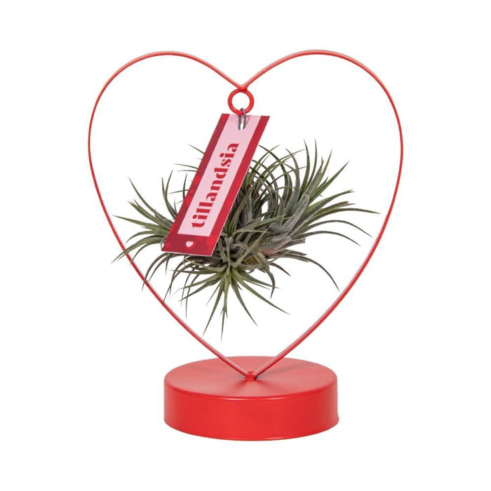 tillandsia-ionantha-silver-o10-5cm-↕23cm