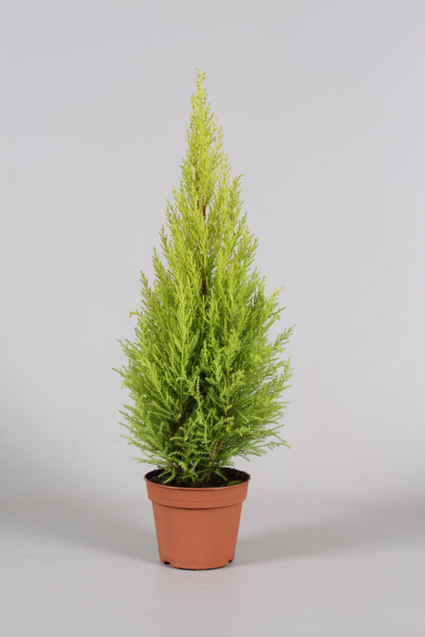 cupressus-goldcrest-wilma-o14cm-↕65cm