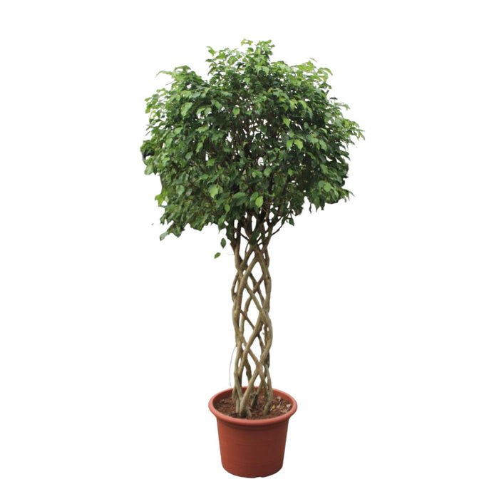 ficus-benjamina-exotica-gevlochten-stam-250-cm-o55