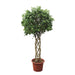 ficus-benjamina-exotica-gevlochten-stam-250-cm-o55