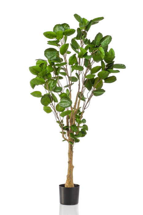 kunstplant-polyscias-aralia-150-cm