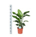 strelitzia-nicolai-o21cm-↕80cm-in-vibes-roze-pot