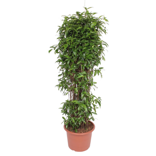 dracaena-surculosa-180-cm-o45