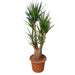 yucca-elephantipes-vertakt-190-cm-o55