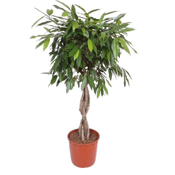 ficus-amstel-king-gevlochten-stam-140-cm-o34