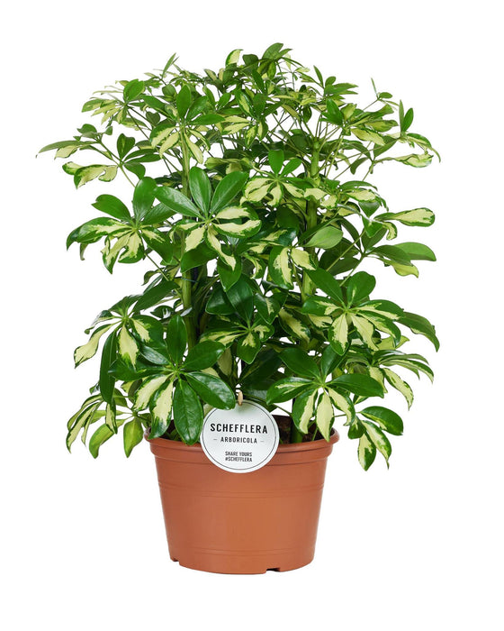 schefflera-gerda-o21cm-↕55cm