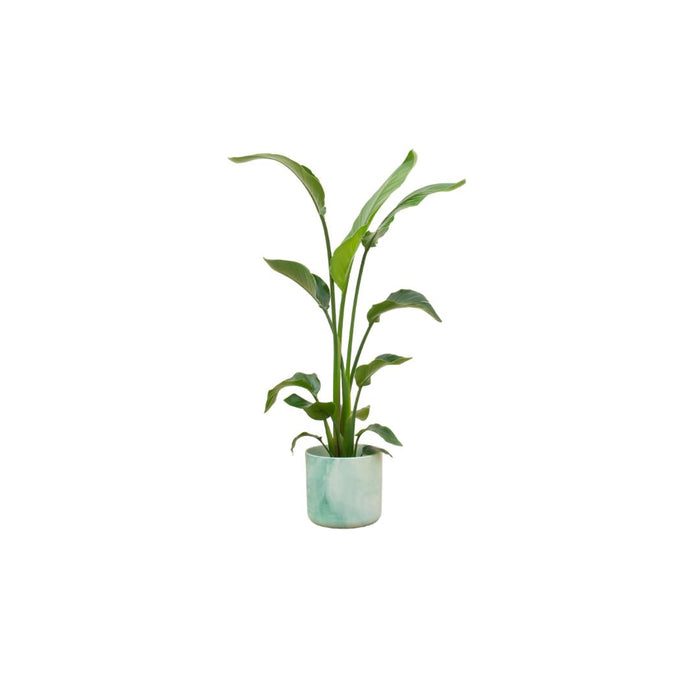 combi-deal-strelitzia-nicolai-inclusief-elho-ocean-round-pacifisch-groen-o22-130-cm