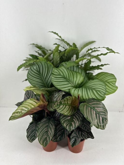 calathea-mix-p14cm