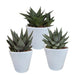 gasteria-haworthia-mix-8-5cm-3x-in-witte-pot