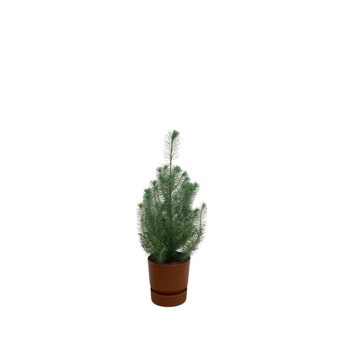 combi-deal-pinus-pinea-inclusief-elho-greenville-round-bruin-o18-50-cm