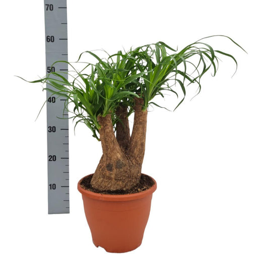 beaucarnea-nolina-o23cm-↕55cm