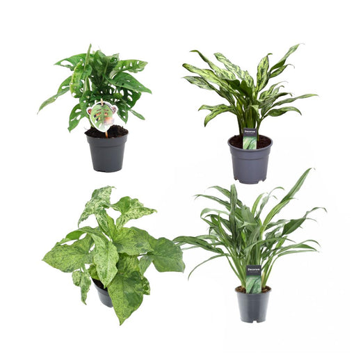 groen-mix-4-planten-monstera-obliqua-monkey-leaf-25-cm-o12-aglaonema-juliette-40-cm-o12-syngonium-mottled-25-cm-o12-aglaonema-cutlass-40-cm-o12