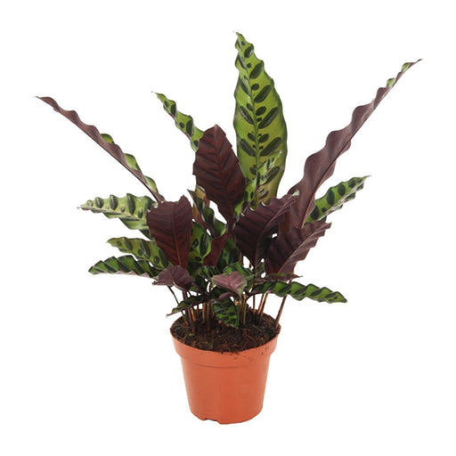 calathea-insignis-o12cm-↕50cm