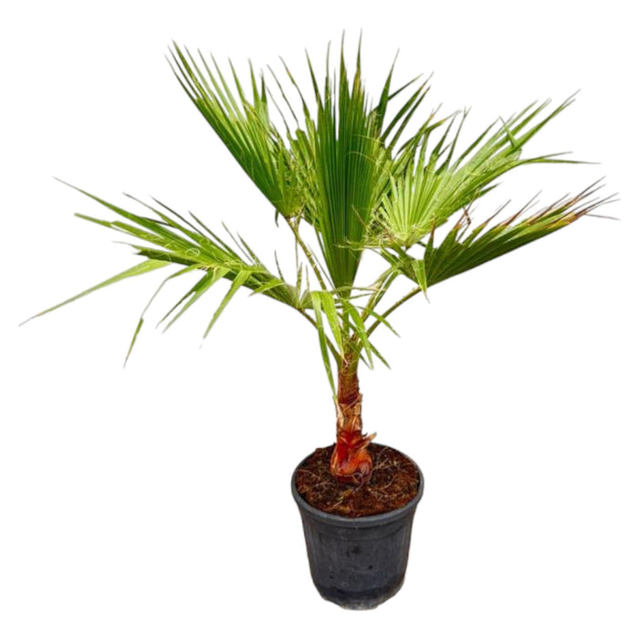 washingtonia-100-cm-o21