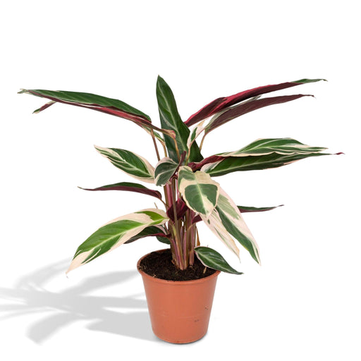 calathea-triostar-pauwenplant-70cm-o19