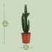 euphorbia-trigona-rubra-o24cm-↕90cm