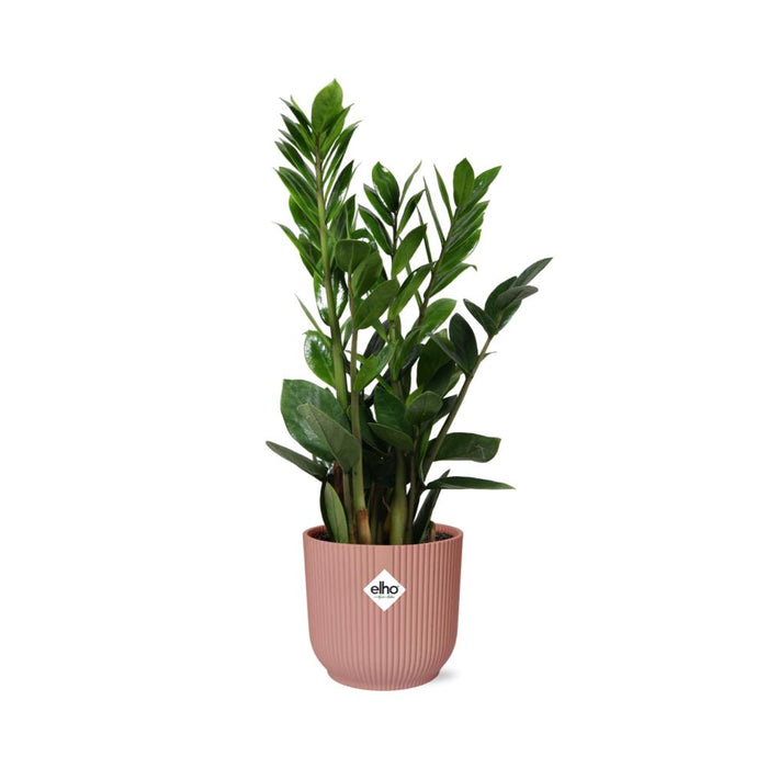 zamioculcas-hoogte-45-50-in-elho-vibes-fold-14cm-roze