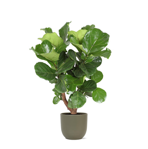 ficus-lyrata-vertakt-o24cm-↕110cm-in-boule-olijf-pot