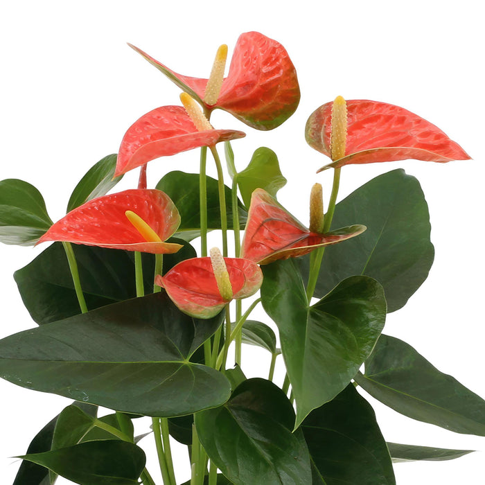 anthurium-andreanum-prince-of-orange-incl-pure-mand-45cm-o12