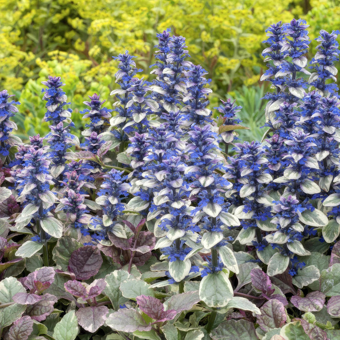 ajuga-reptans-burgundy-glow-↕25cm-o9cm