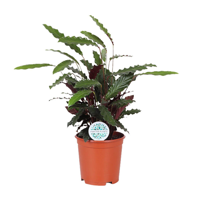 calathea-rufibarba-o21cm-↕85cm