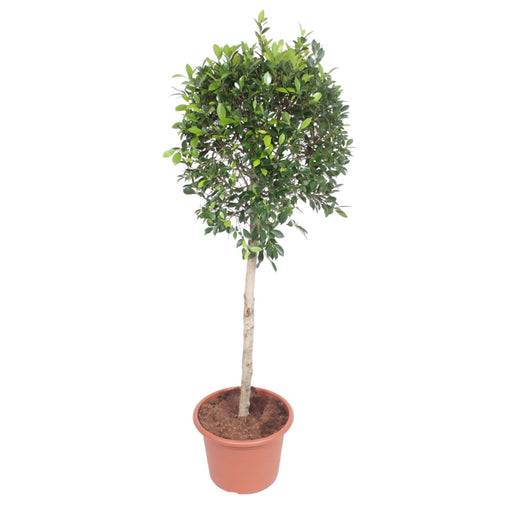 ficus-nitida-boom-170-cm-o40