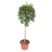 ficus-nitida-boom-170-cm-o40