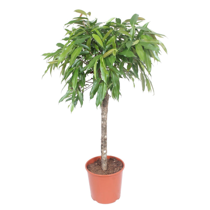 ficus-amstel-king-140-cm-o30