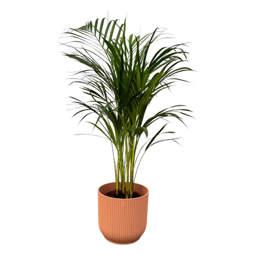 areca-palm-85cm-o19cm-inclusief-elho-vibes-fold-round-roze-d22xh20