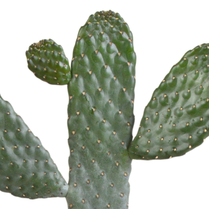 opuntia-consulea-17cm-zonder-pot