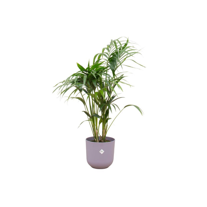 combi-deal-kentia-palm-inclusief-elho-jazz-round-lila-o26-130-cm