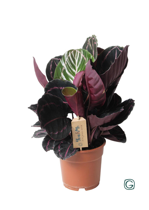 calathea-dottie-o17-↕25