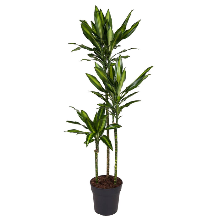 dracaena-cintho-160-cm-o24