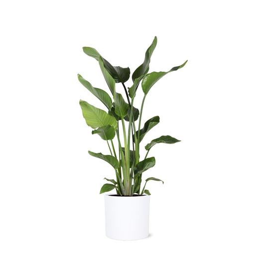 strelitzia-nicolia-o24cm-↕120cm-in-era-wit-pot