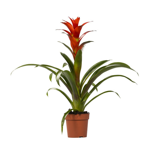 guzmania-ostara-o12cm-↕45cm