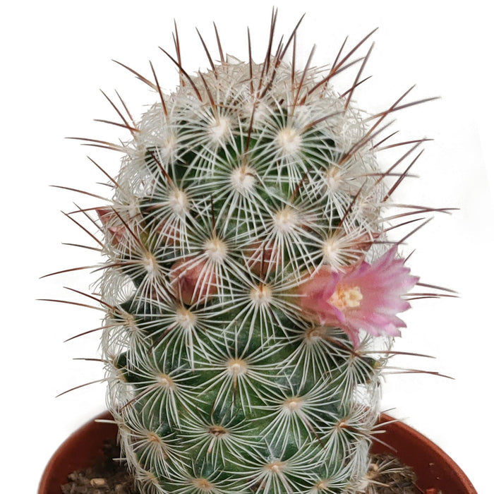 cactus-mix-5-5-cm-zonder-pot-bloeiend-5x