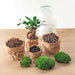 diy-terrarium-egg-bonsai-↕-25-cm