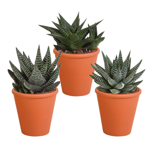 gasteria-haworthia-mix-8-5cm-3x-in-terracotta-pot