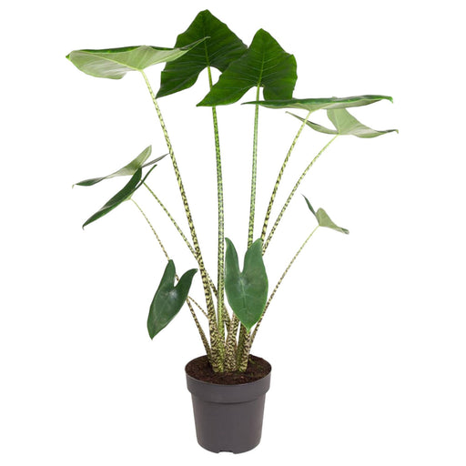 alocasia-zebrina-130-cm-o32