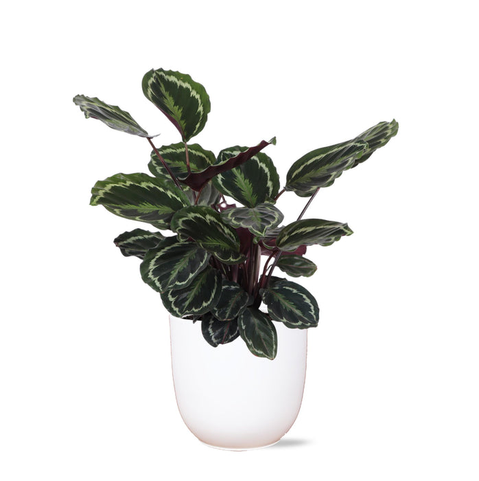 calathea-medaillon-o21cm-↕70cm-in-boule-wit-pot