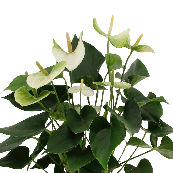 anthurium-andreanum-namora-incl-pure-zink-45cm-o12